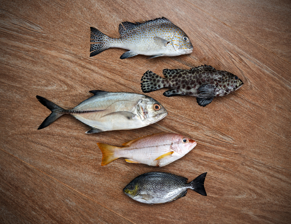 Photo of five species of whole fish